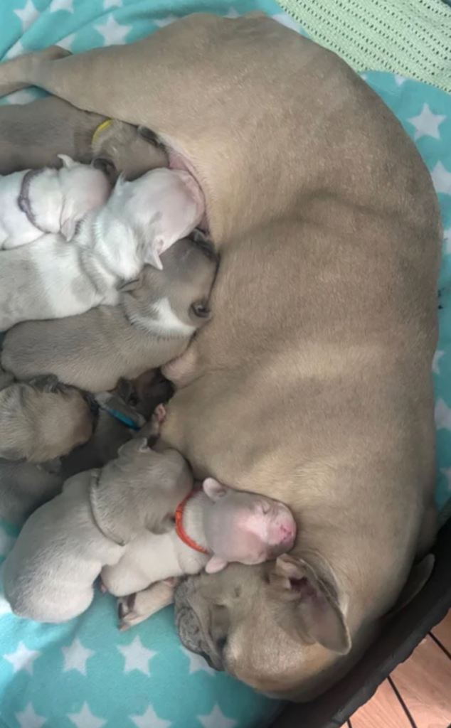 French Bulldog Puppies 