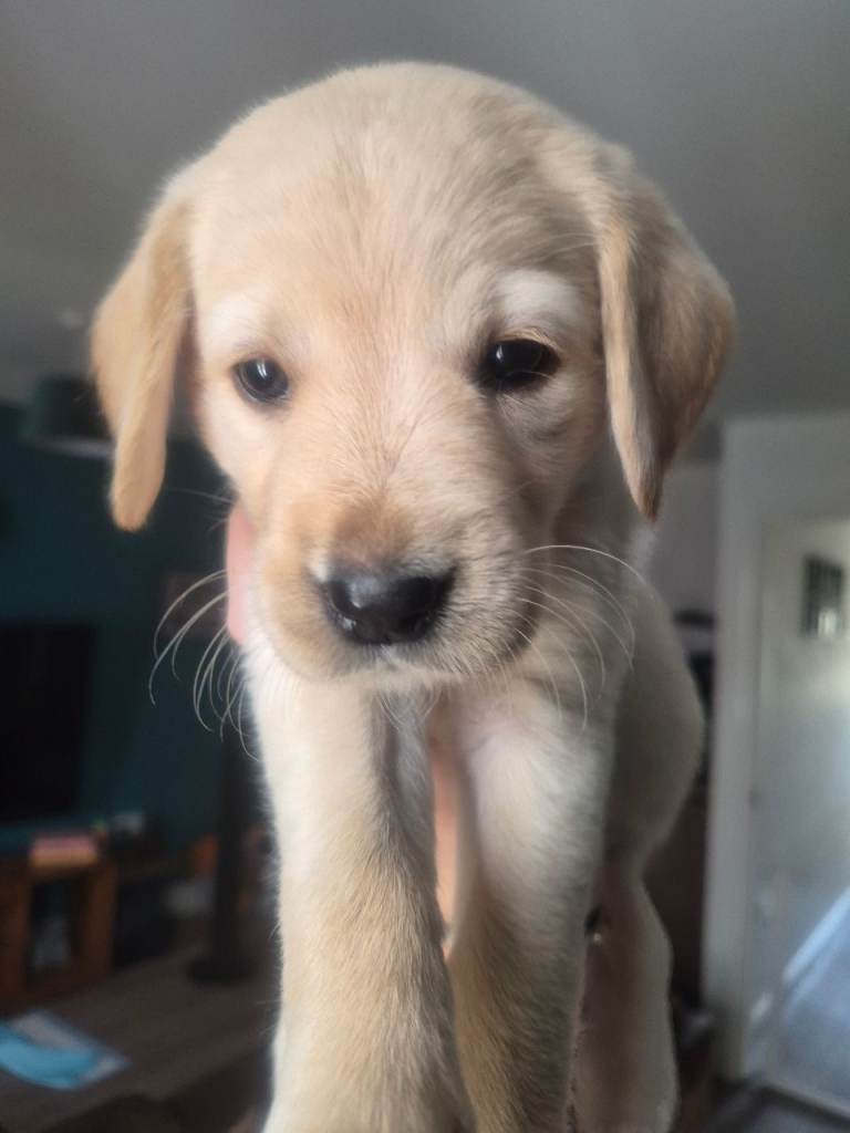 Last Female Goldador from Litter - £950
