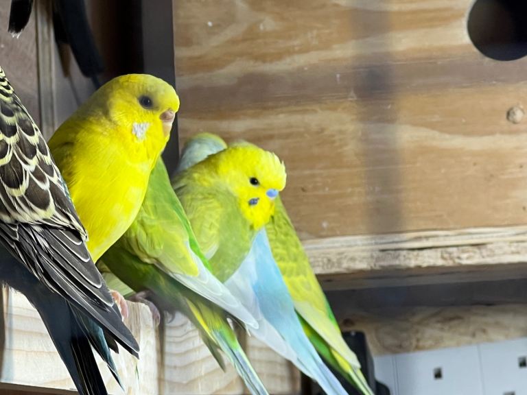 Beautiful Healthy Budgie For Sale – Ready Now