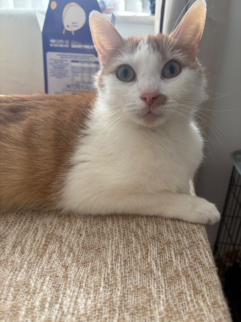 Lovely 4‑Year‑Old Cat Needing a New Home