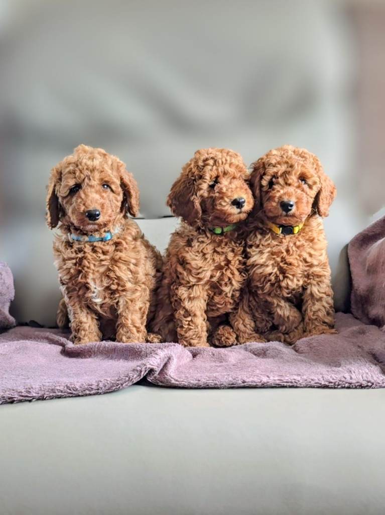 EXTENSIVELY DNA HEALTH TESTED! MINIATURE POODLE PUPPIES.