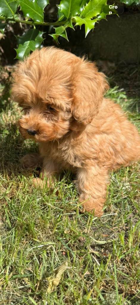 Cockerpoo 