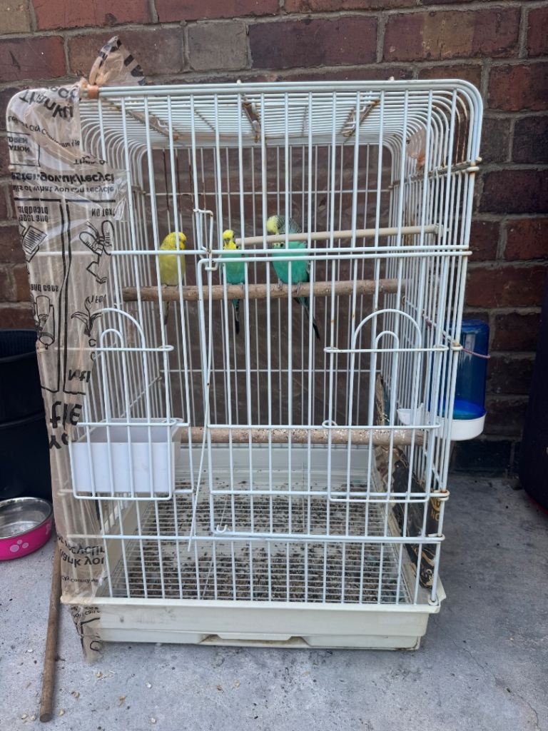 Birds cage