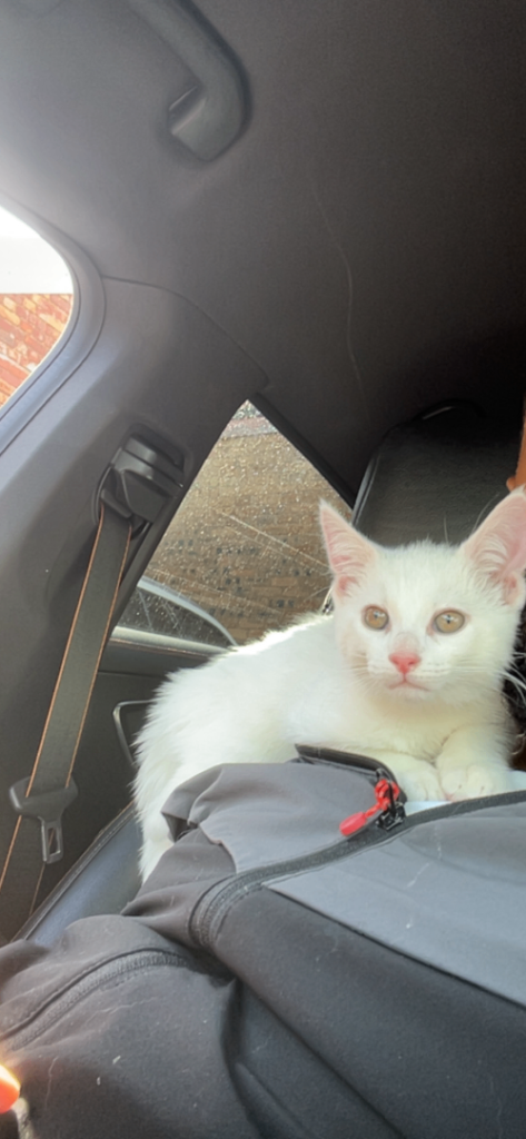 PURE WHITE MALE KITTEN TURKISH ANGORA
