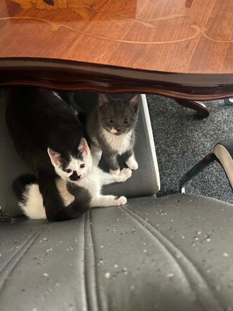 Kittens for sale 