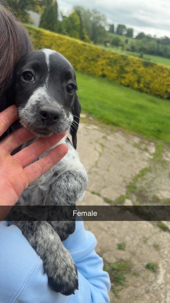 Cocker spaniel pups 🐾
