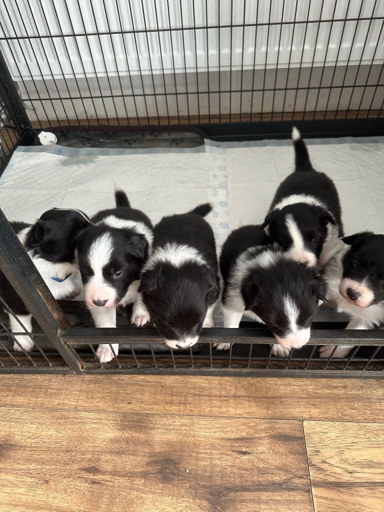 Border Collie puppies for sale 