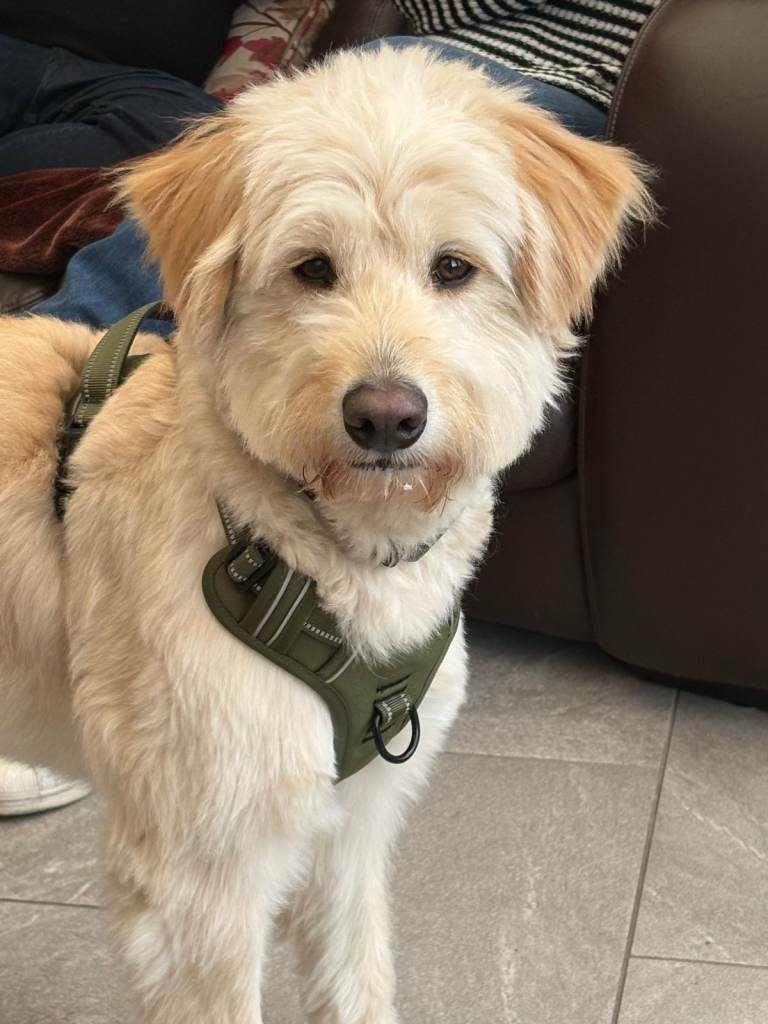 Labradoodle/Samoyed 20 month old 