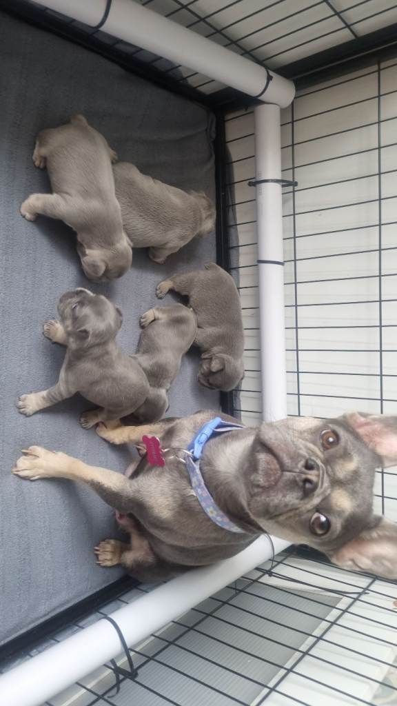 KC registered Frenchie puppies