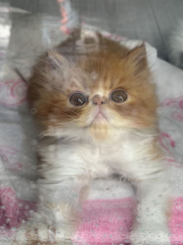 💖💖🐱💙💙 Persian kittens ( JUST THE GINGER BOY LEFT) 💙💙🐱💖💖