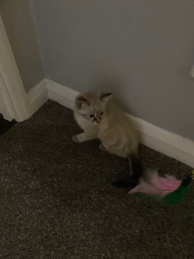 Ragdoll x Burmese female kitten