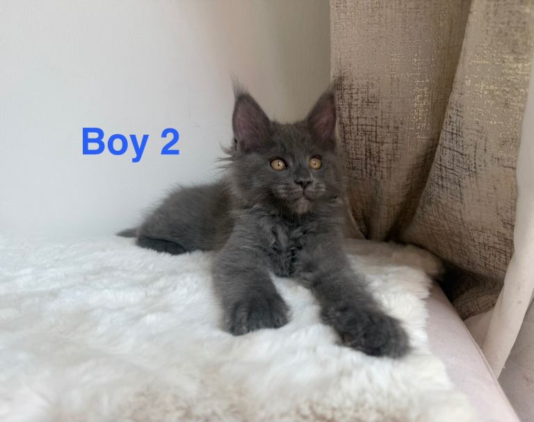 2 LEFT. SHOW QUALITY MAINE COON KITTENS