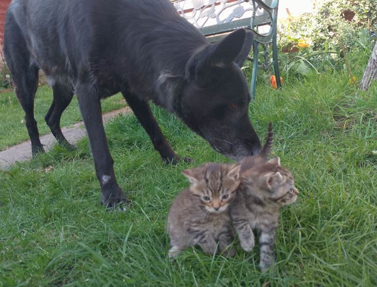 Adorable cute kittens looking for their forever homes