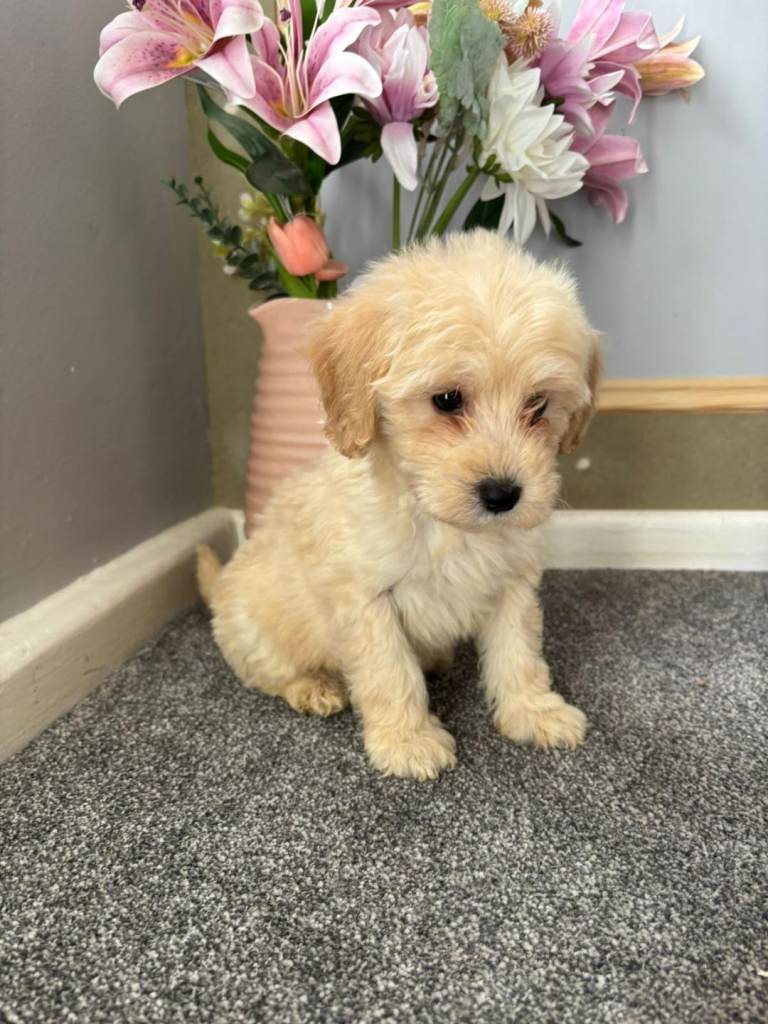 Coton Noodle Boy Puppy Ready Now