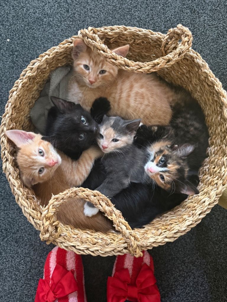 Gorgeous kittens for sale