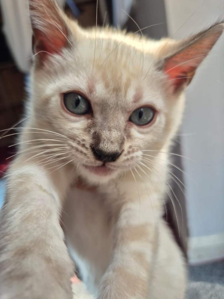 Bengal 