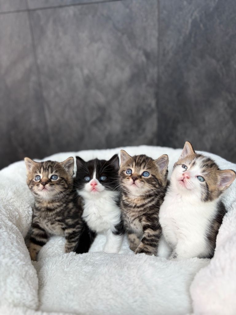 Beautiful kittens 