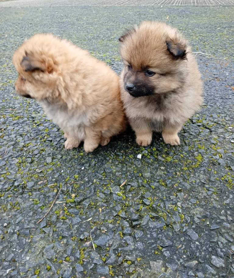 Pomeranian puppies 