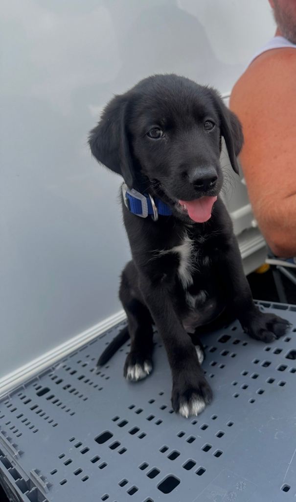 Red fox Labrador retriever cross border collie