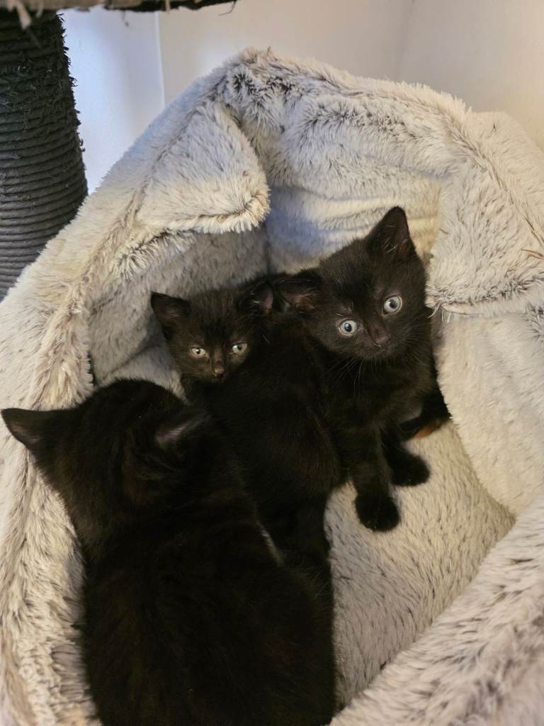 Kittens