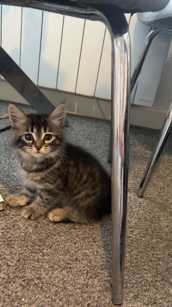 Tabby mix kittens 