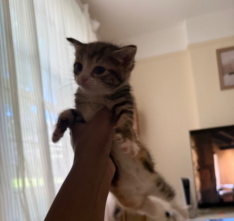 Kittens aged 8 weeks 