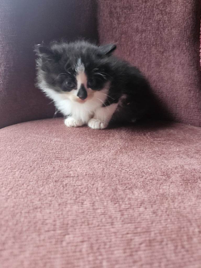 Maine coon cross kittens