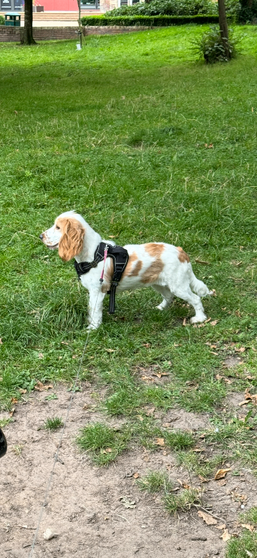 Cocker spaniel puppies for sale 