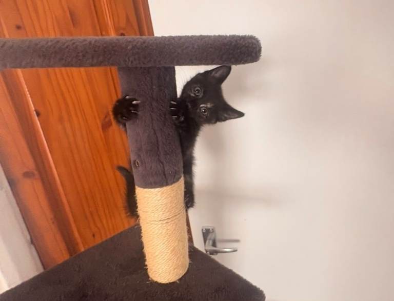 Kittins