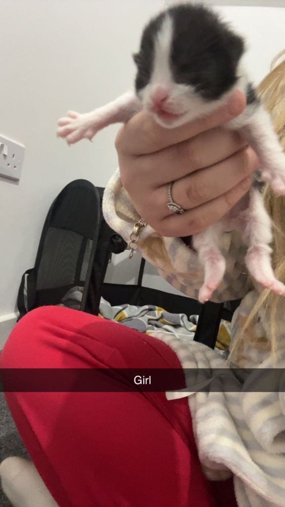 British short haired kittens 