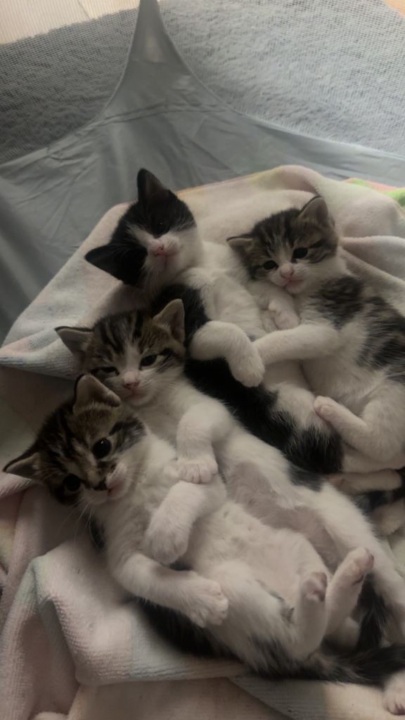 kittens/cats