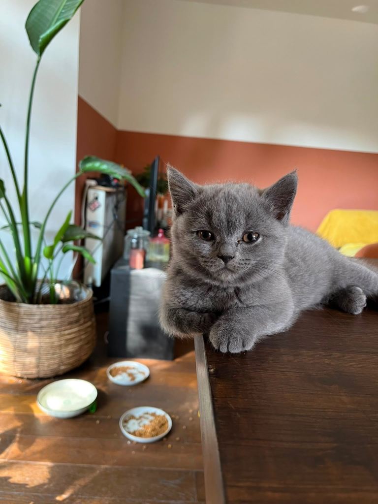 British shorthair - only 1 left 
