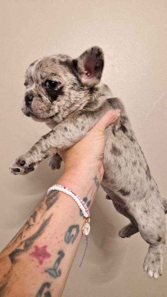 ⭐️2 Gorgeous French bulldog pups⭐️