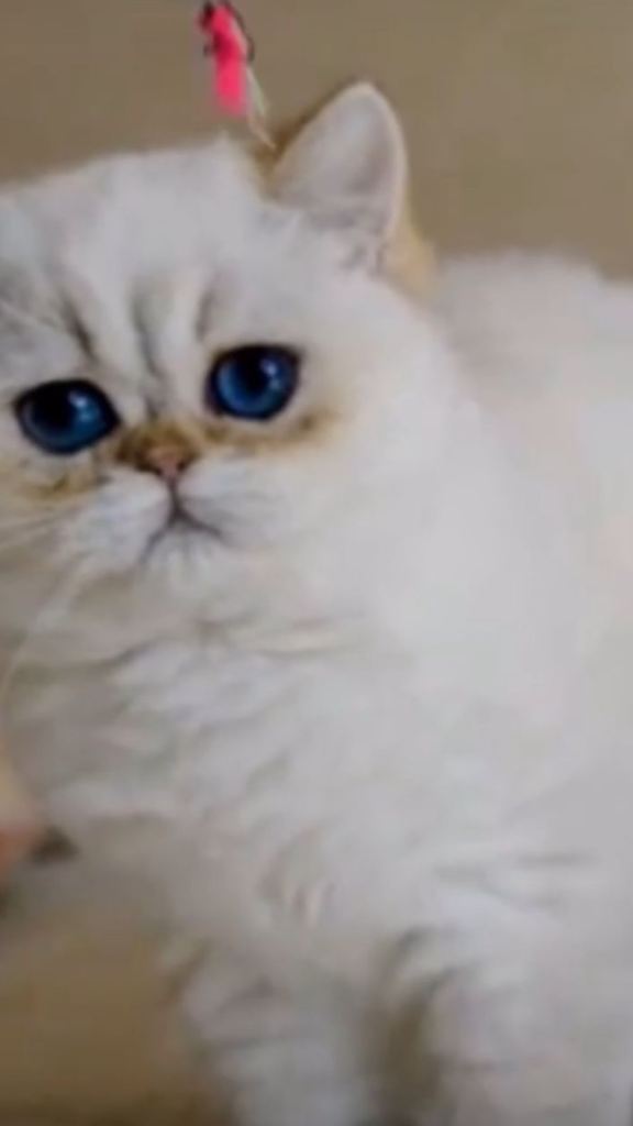 Rarest Of Breed Golden Shaded British Shorthair 