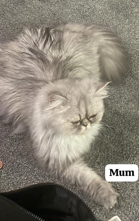 Beautiful female Persian kitten