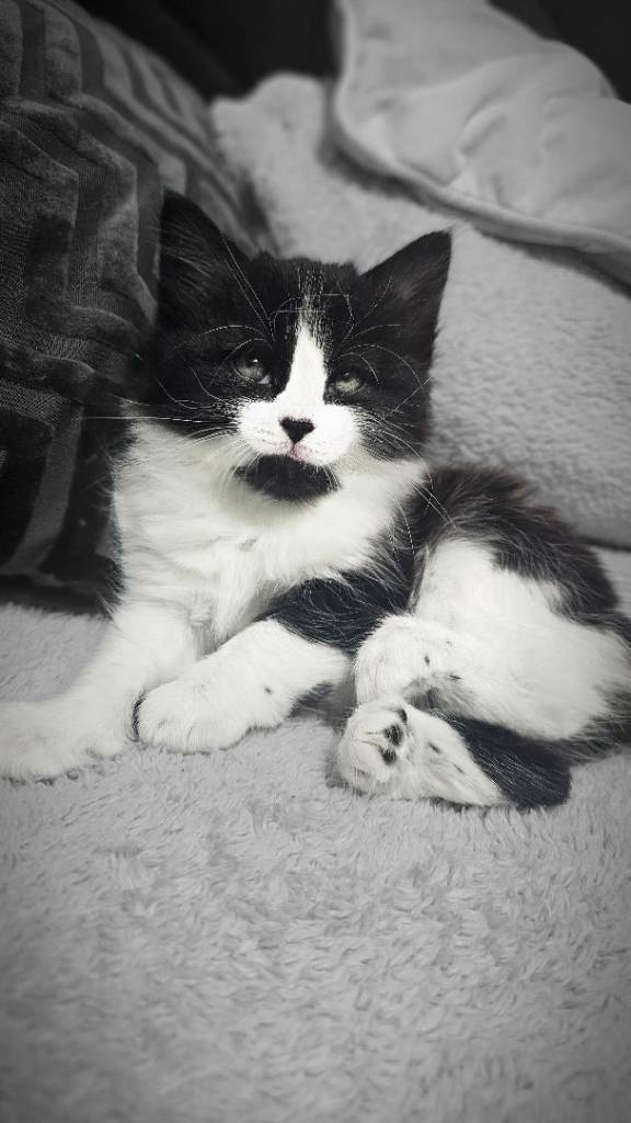 Hi, I'm Oreo, i am looking for a happy and loving Forever Family 🥰