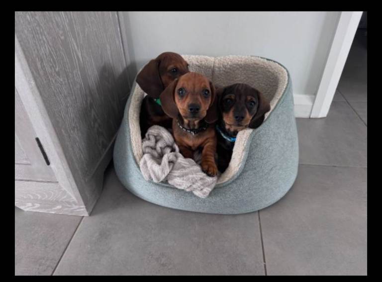 Dachshund Puppies Armagh- 2 remaining seeking forever homes