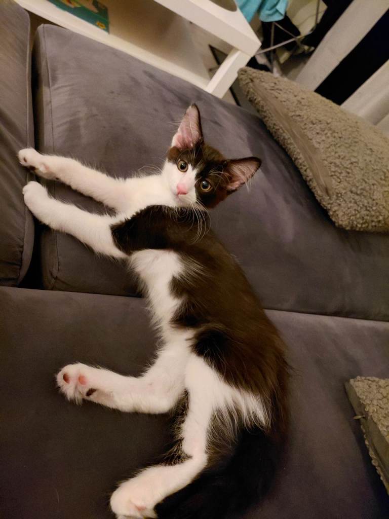 Lovely kitten looking for their forever home