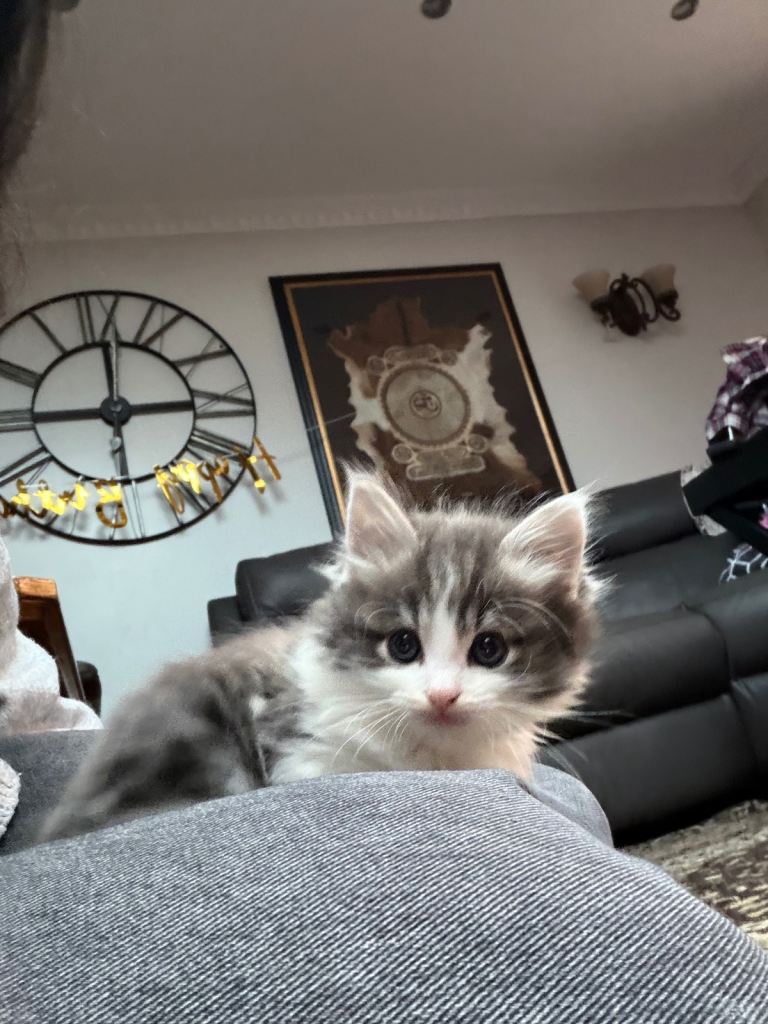 Grey and white kittens 