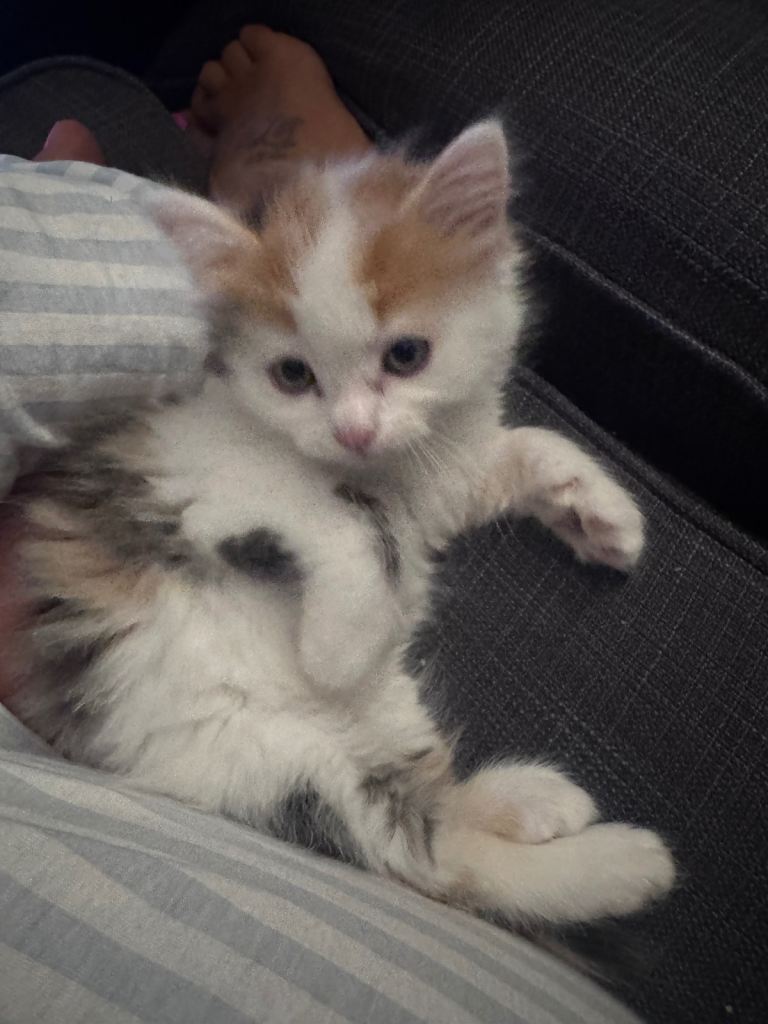 Mixed ragdoll kitten