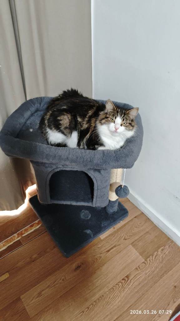 Lovely cat 