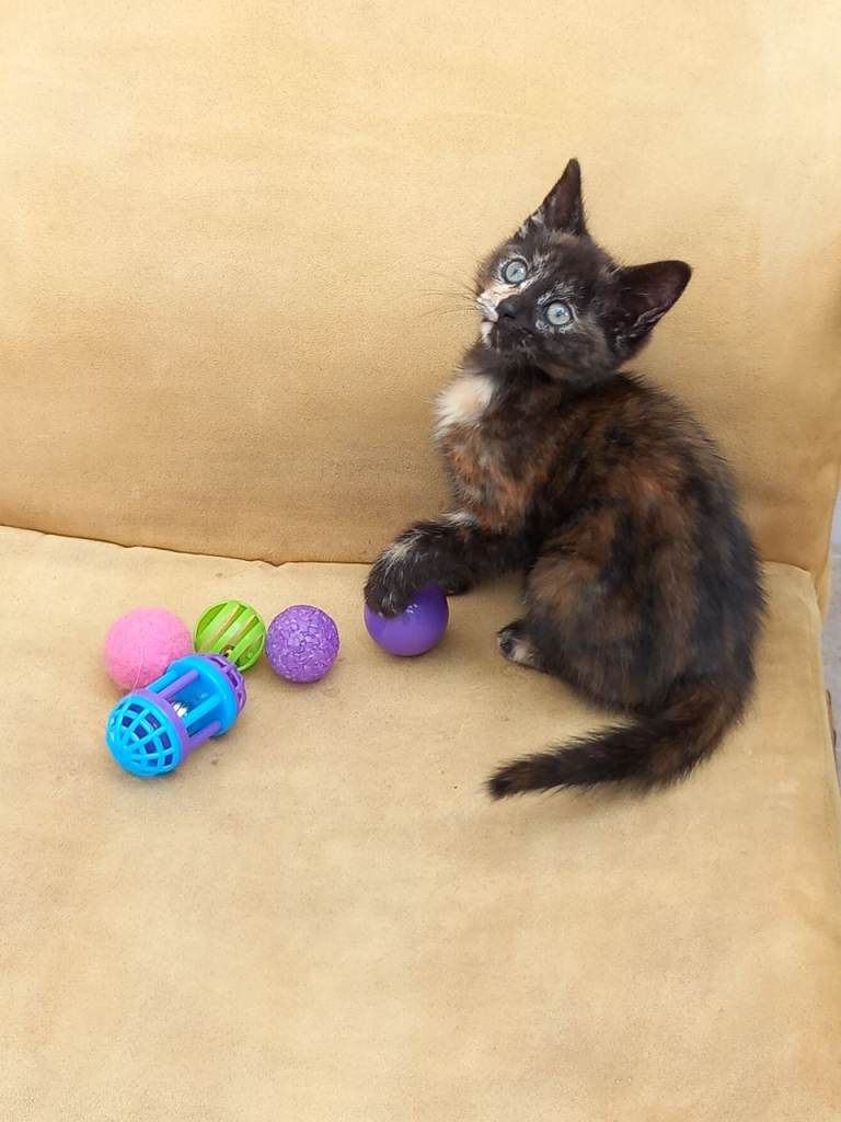 One little kitten looking for her forever home.