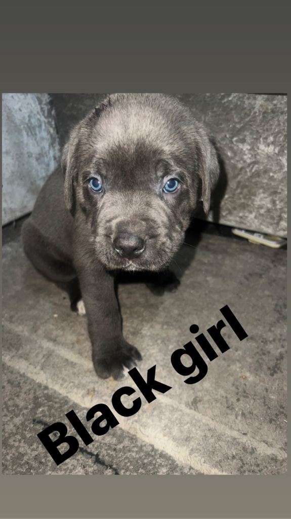 Cane Corso puppies ready to leave.
