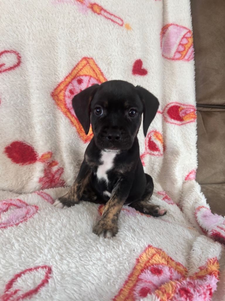 Cocker x staff pups *ready now!*