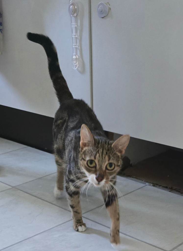 Adorable Indoor Cat looking for new home