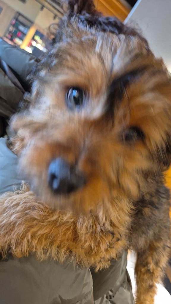 irish mix terrier 5 months old