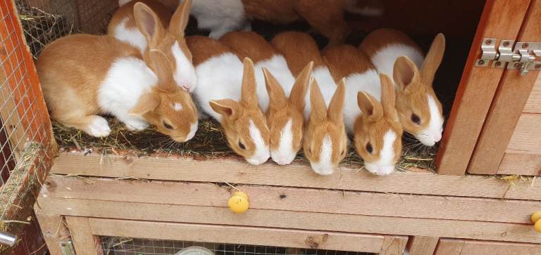 Yellow dutch rabbits