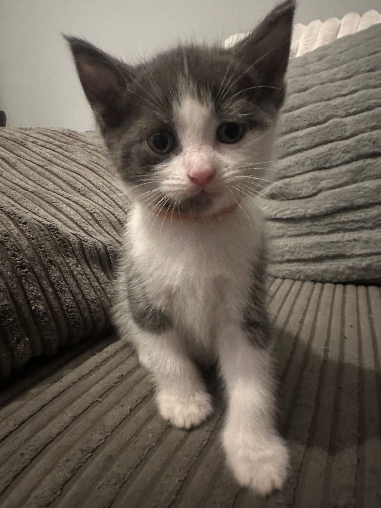 Boy kitten