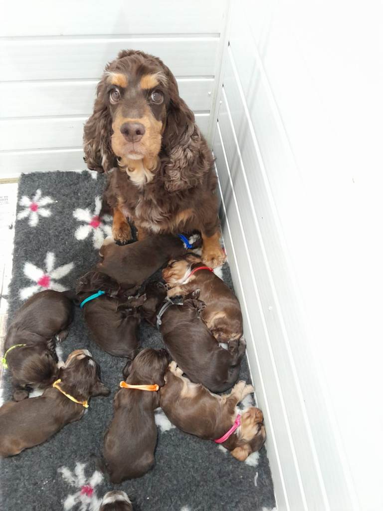 ❤️ 🐶 KC Registered Show Type Cocker Puppies🐶❤️ 
