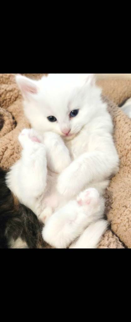 Turkish angora kittens 